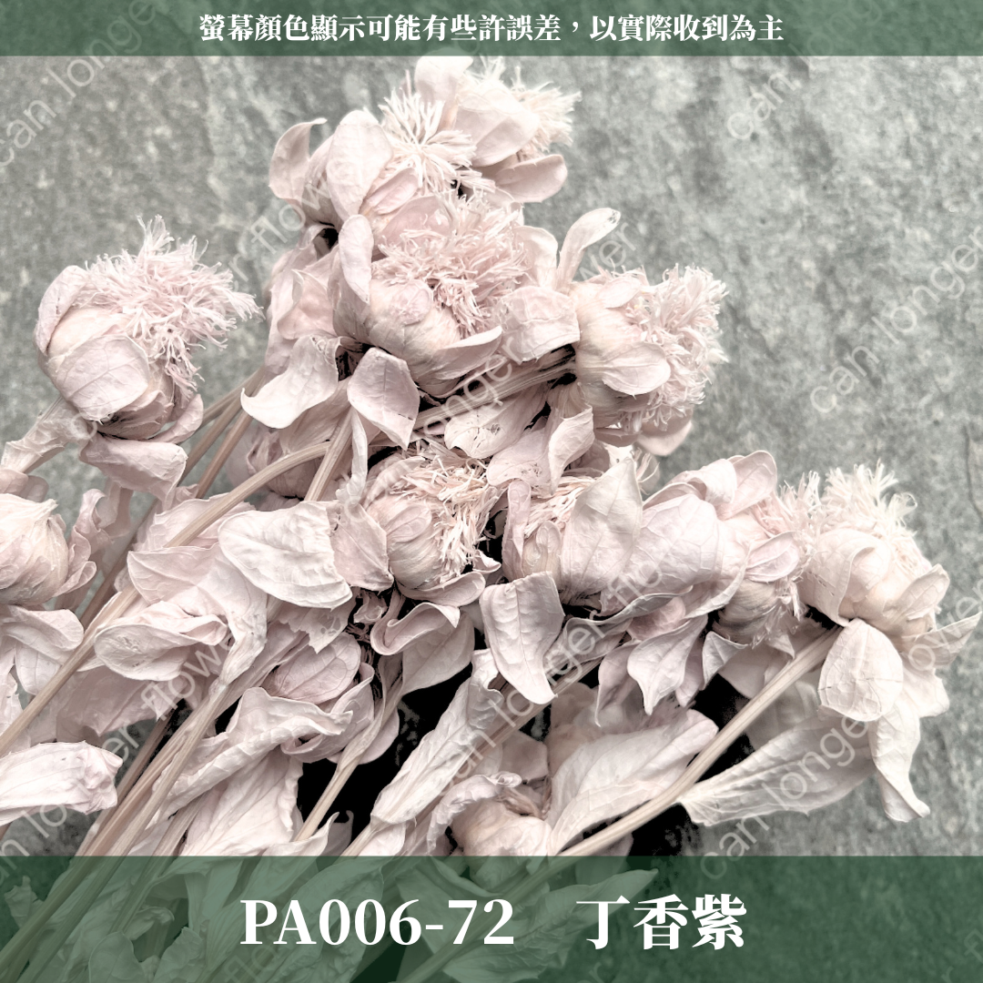 PA006 橙菠蘿 約15頭 台灣現貨