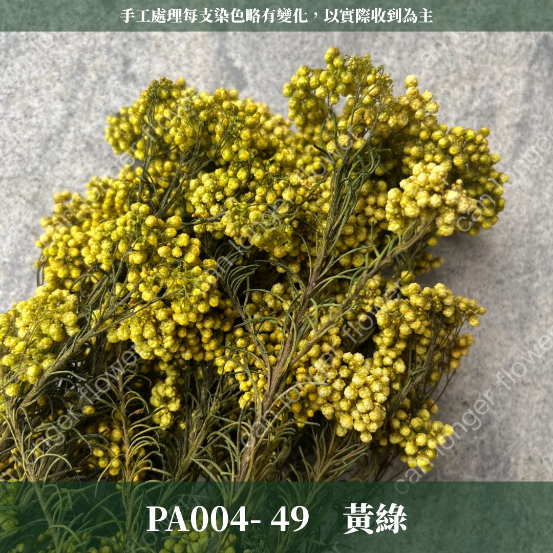 PA004 原裝米香｜永生水稻花 不凋小米花 花束配材 乾燥花 桌花 花盅 插花 花藝師 CP質教學材料 永生花居家佈置