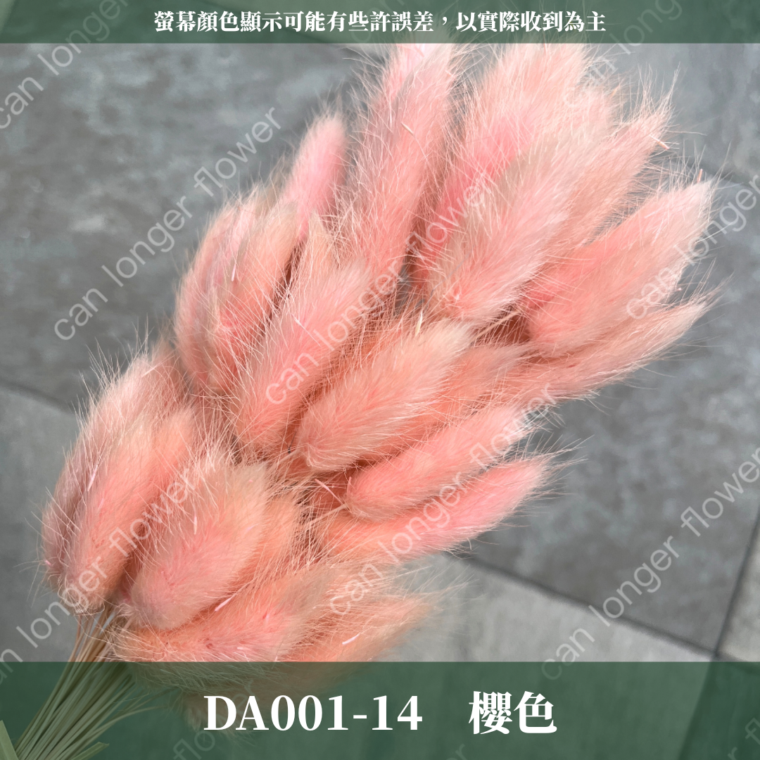 DA001 原裝兔尾草｜彩色兔尾草 乾燥永生花 花束花材 莫蘭迪色 插花DIY 拍照道具 乾燥兔尾草 乾燥花