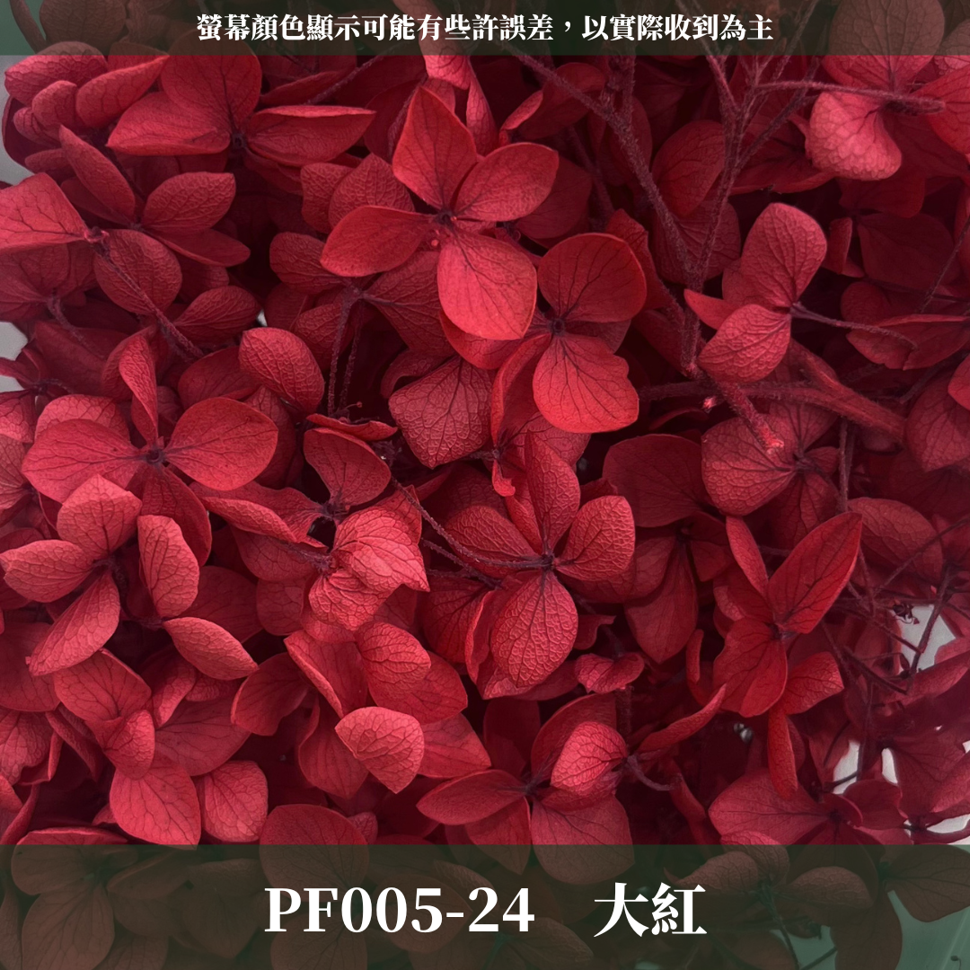 PF005-S 安娜繡球經濟盒裝｜ A級 漸層繡球 紫陽花 永生花 不凋花 乾燥花 DIY花材 拍攝道具 蜉蝣花花材