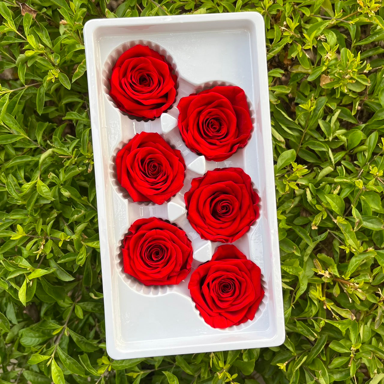 R06 六輪玫瑰