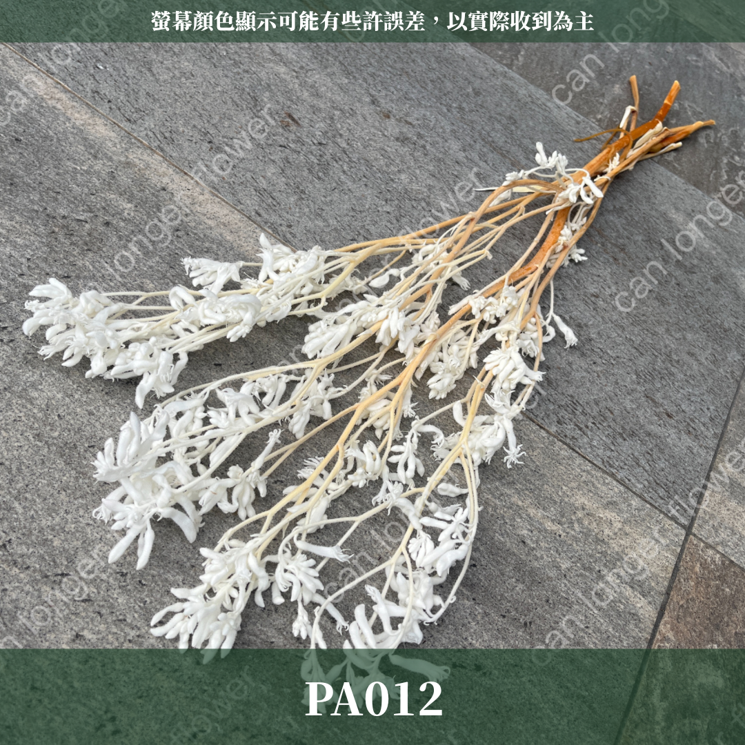 PA012 獨家花材 袋鼠爪 鼠爪花 台灣現貨 永生花材