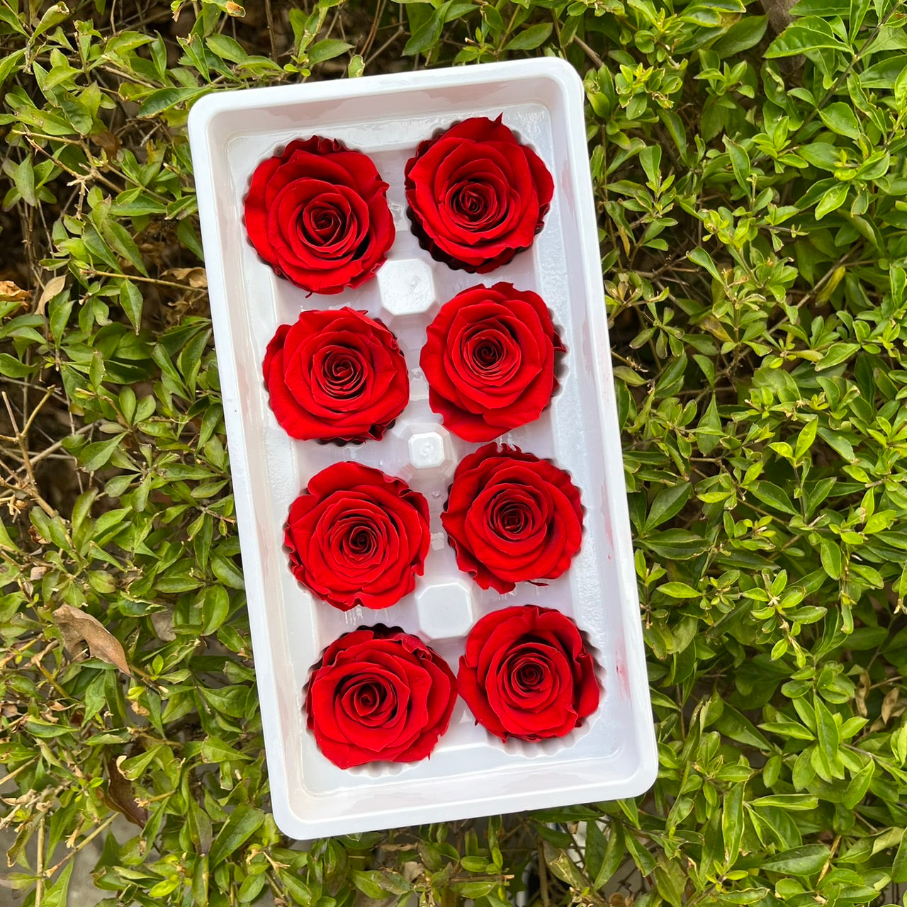 ✿ 台灣現貨 ✿ R08 永生玫瑰 4-5cm 原裝 8朵裝 永生花