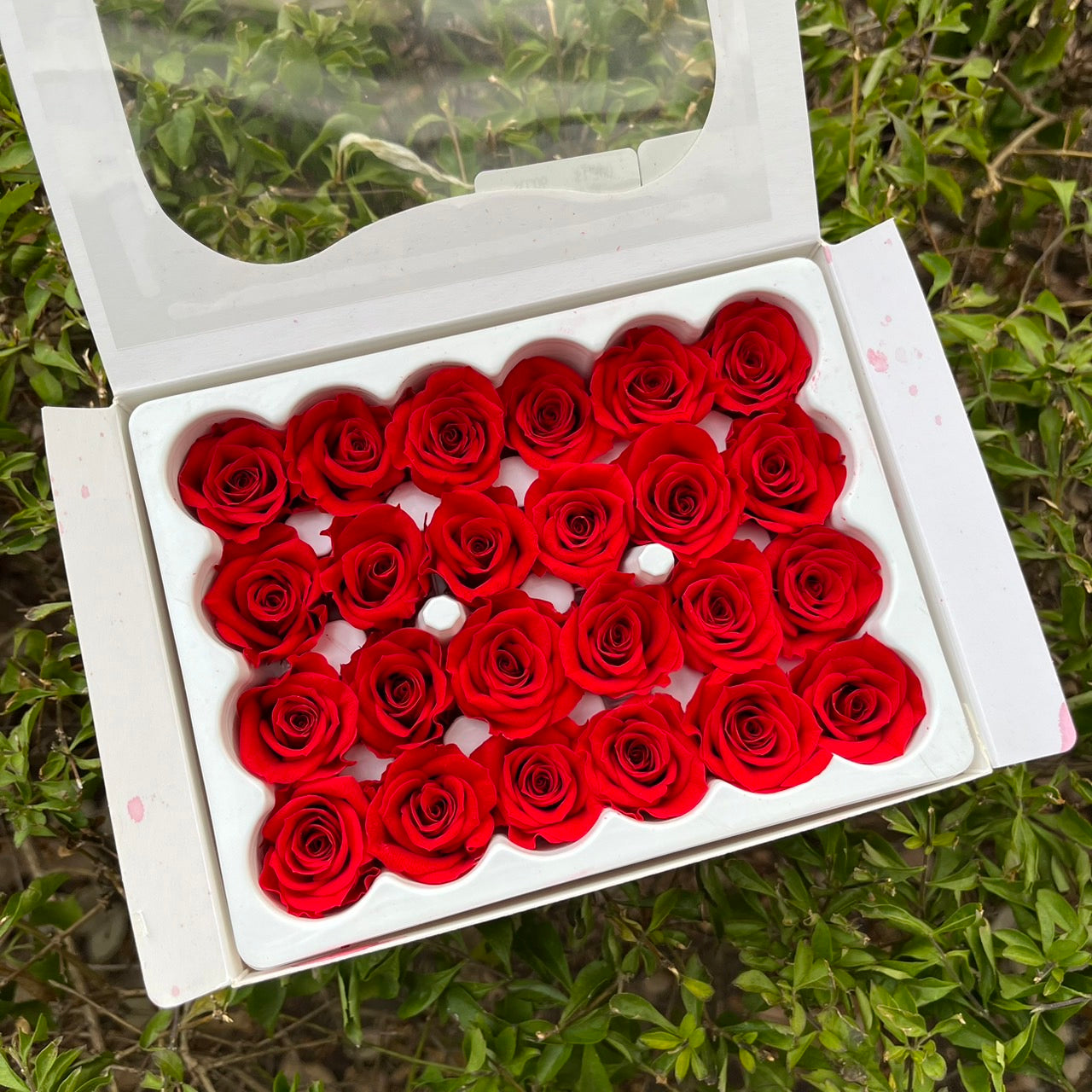 R24 ⟡ 二十四輪玫瑰(1.5-2cm)