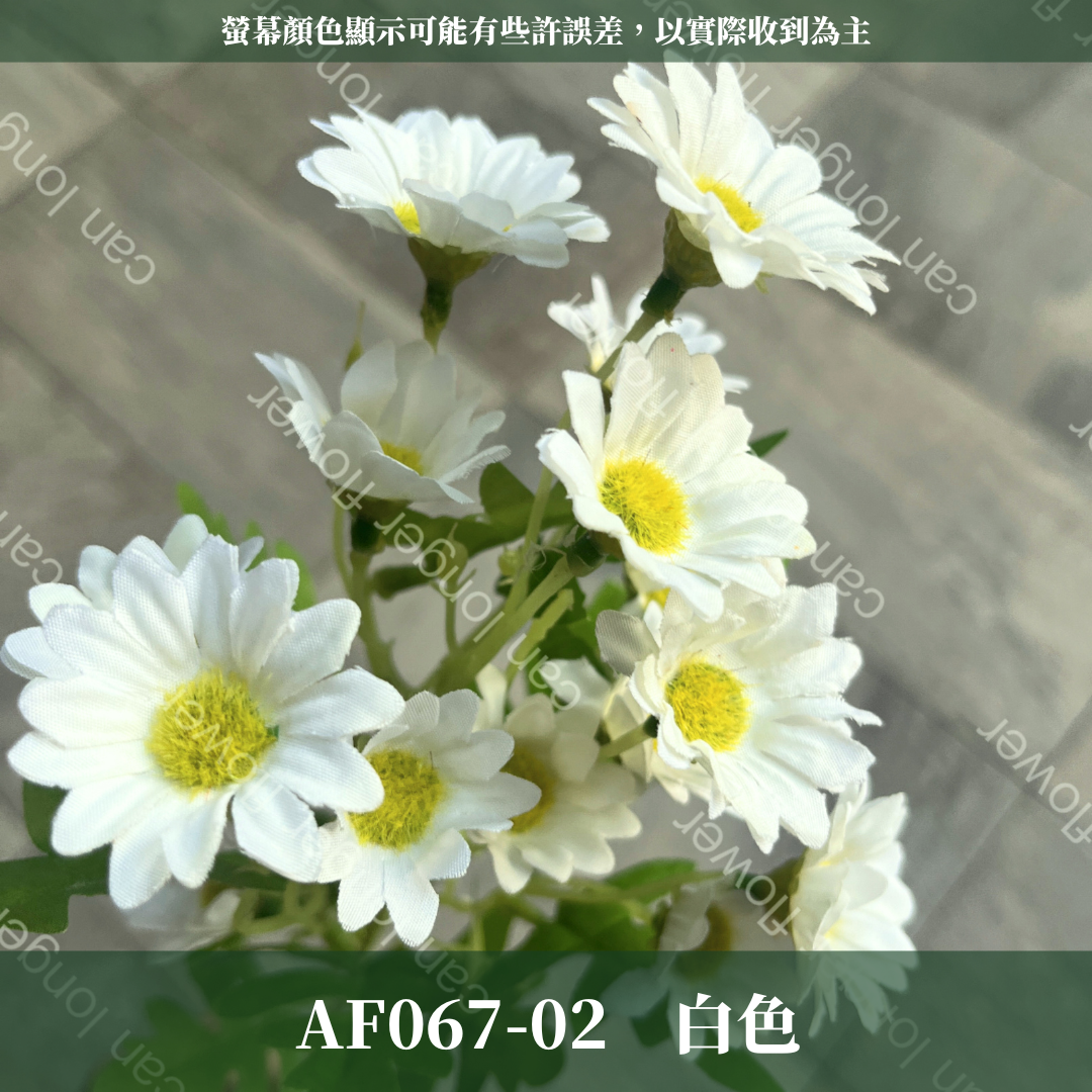 AF067 仿真洋甘菊