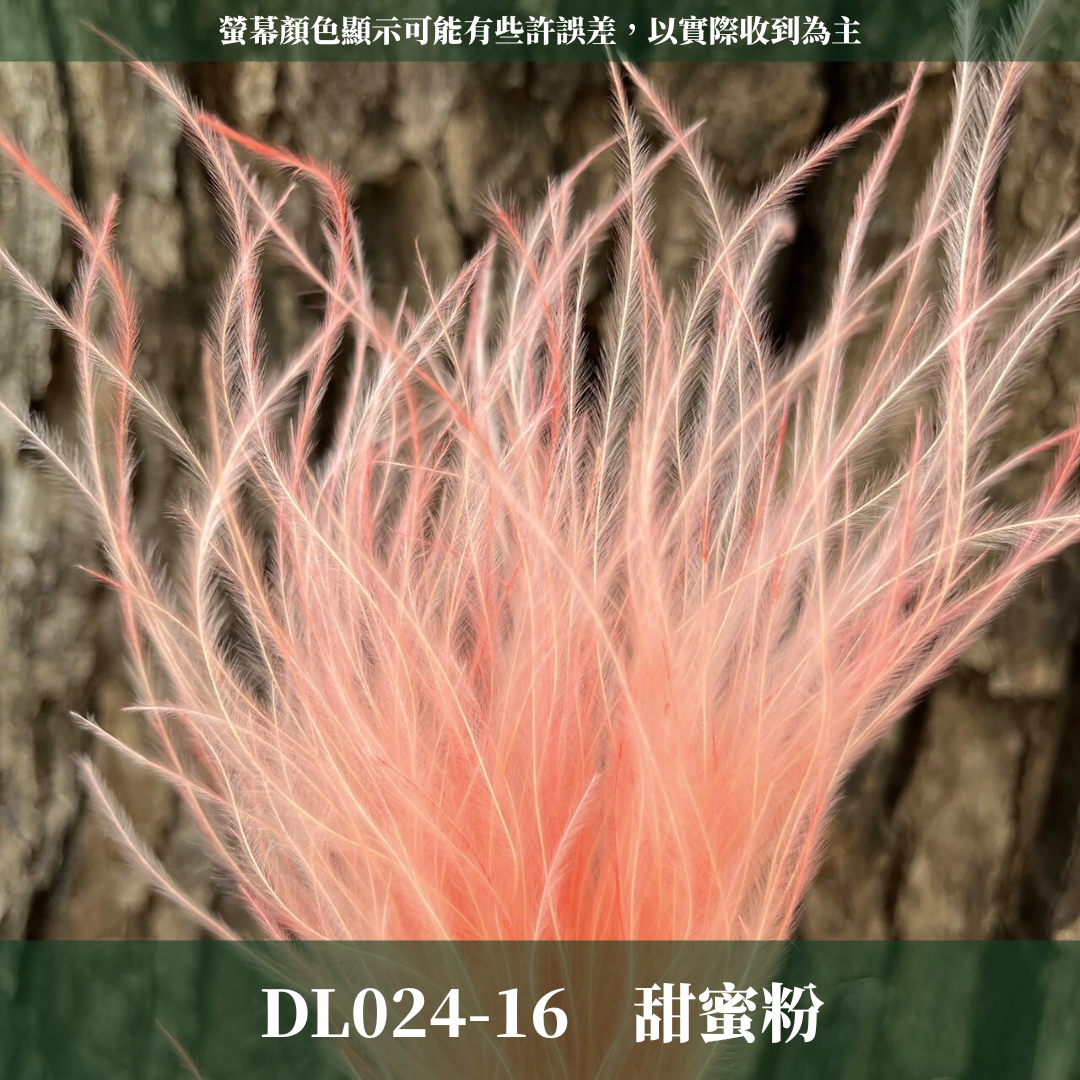 DL024 羽毛草 夢幻草 乾燥花 原裝 台灣現貨