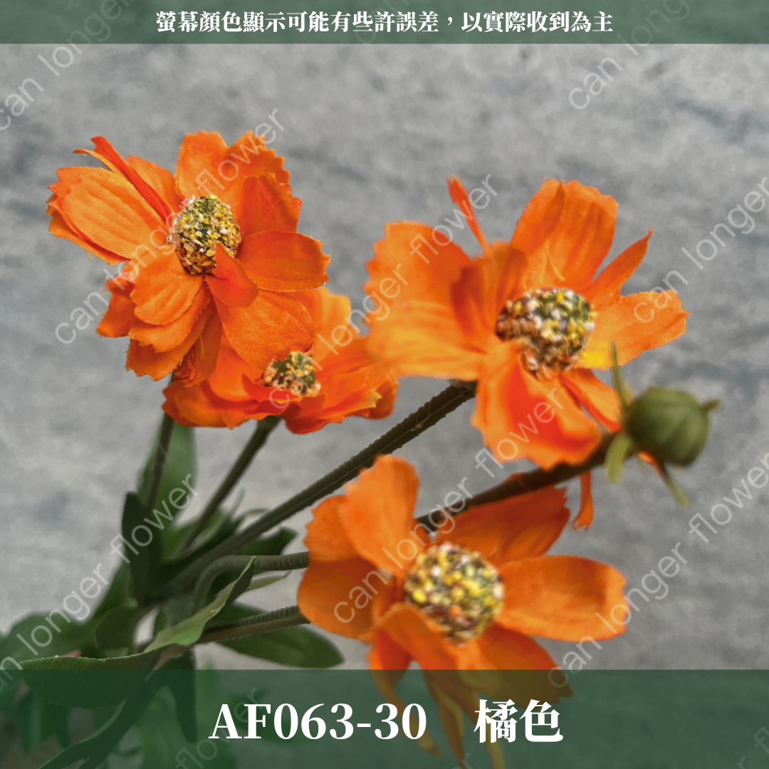 AF063 仿真英式小雛菊（4頭）