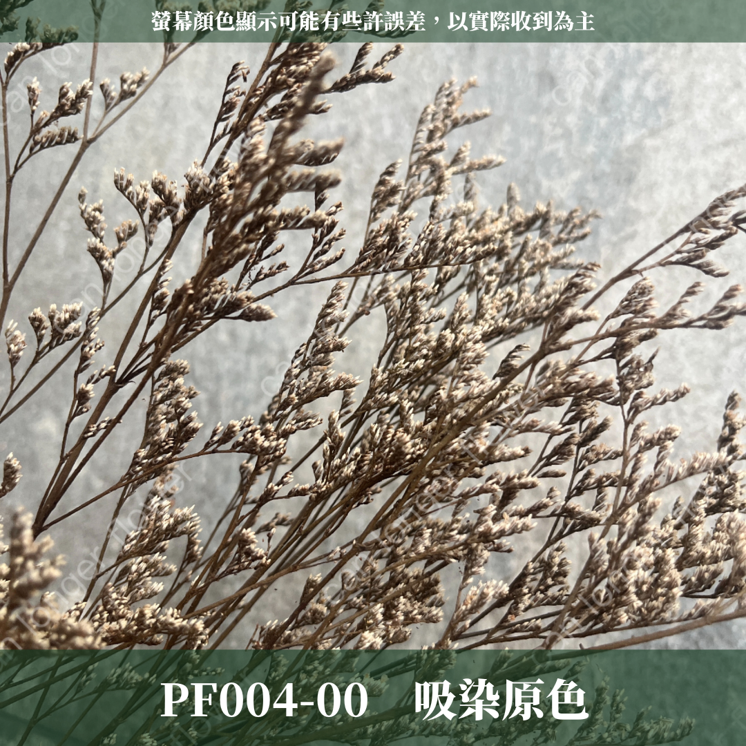 PF004S 卡斯比亞/情人草 10克 永生花 吸色/漂色 小份量