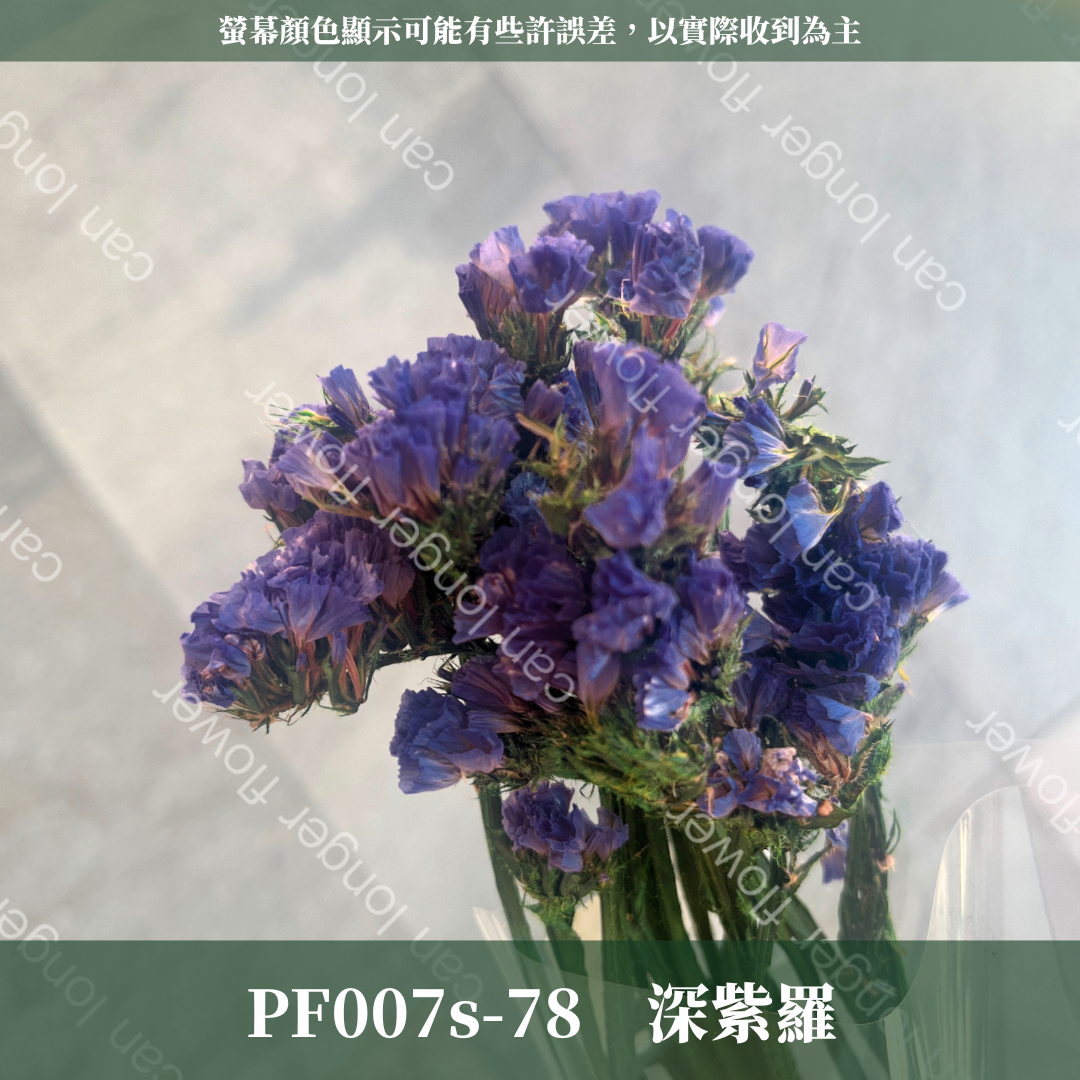 PF007S 星辰花經濟包｜勿忘我 不凋花 永生花材 花藝材料 婚禮花束 DIY捧花 拍照道具 手作素材 鄉村風擺飾