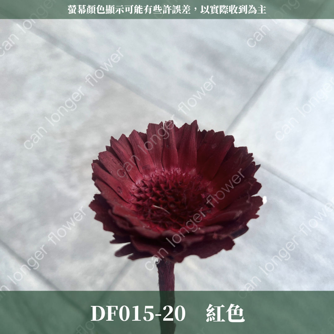 DF015 非洲太陽 非洲太陽菊 原裝