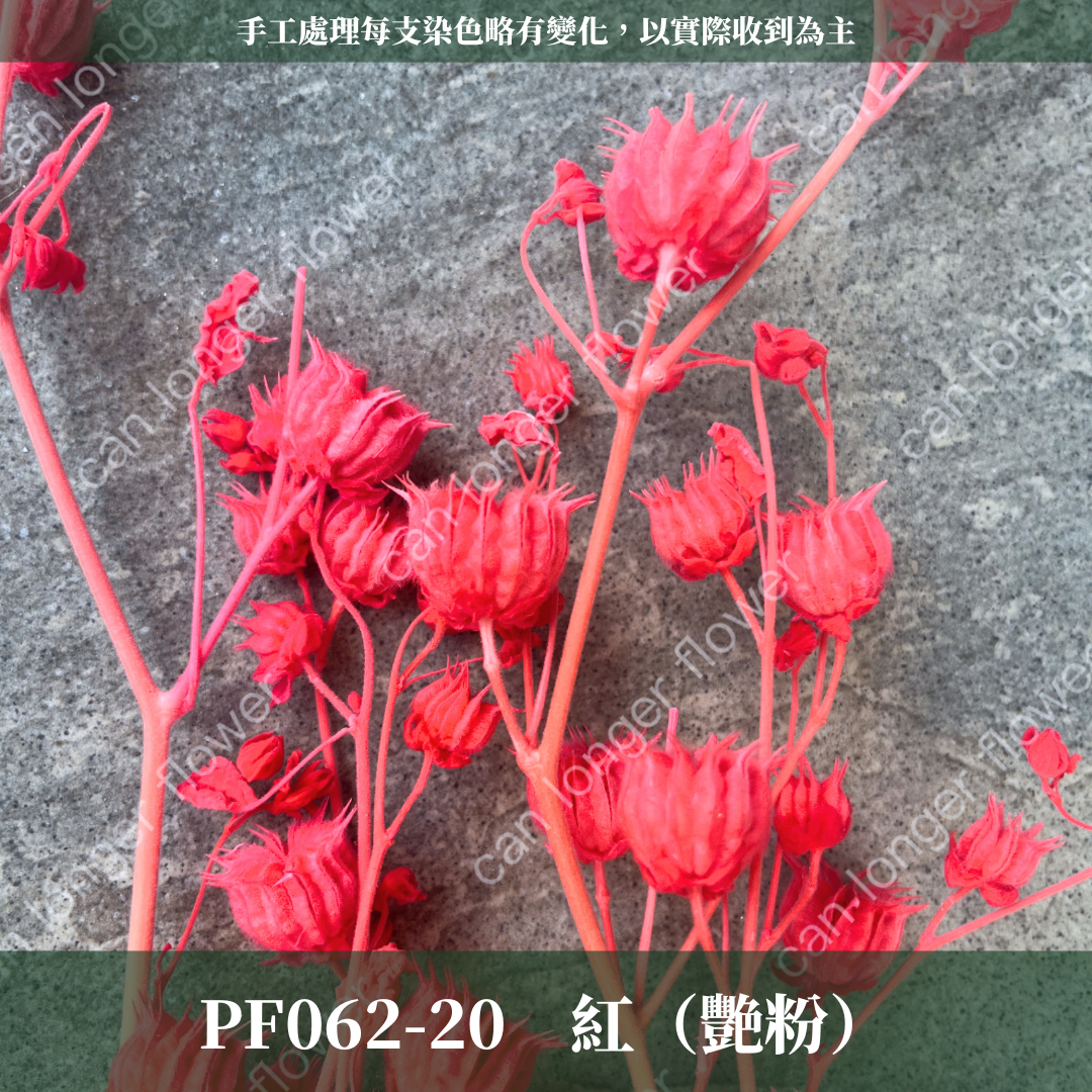 ✿ 台灣現貨 ✿  PA062 年輪果