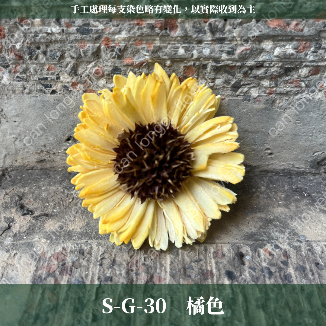 S-G 索拉花｜6CM 通草花 擴香花