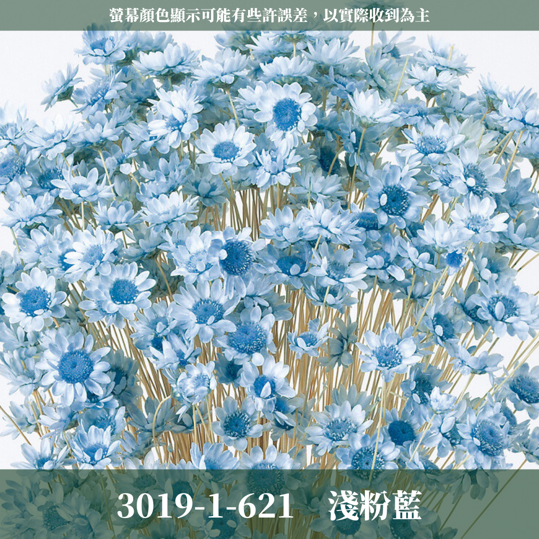 30191 日本小星花｜小星花 乾燥小星花 日本大地農園 進口花材 日本乾燥花 日本花材 スターフラワー・ブロッサム
