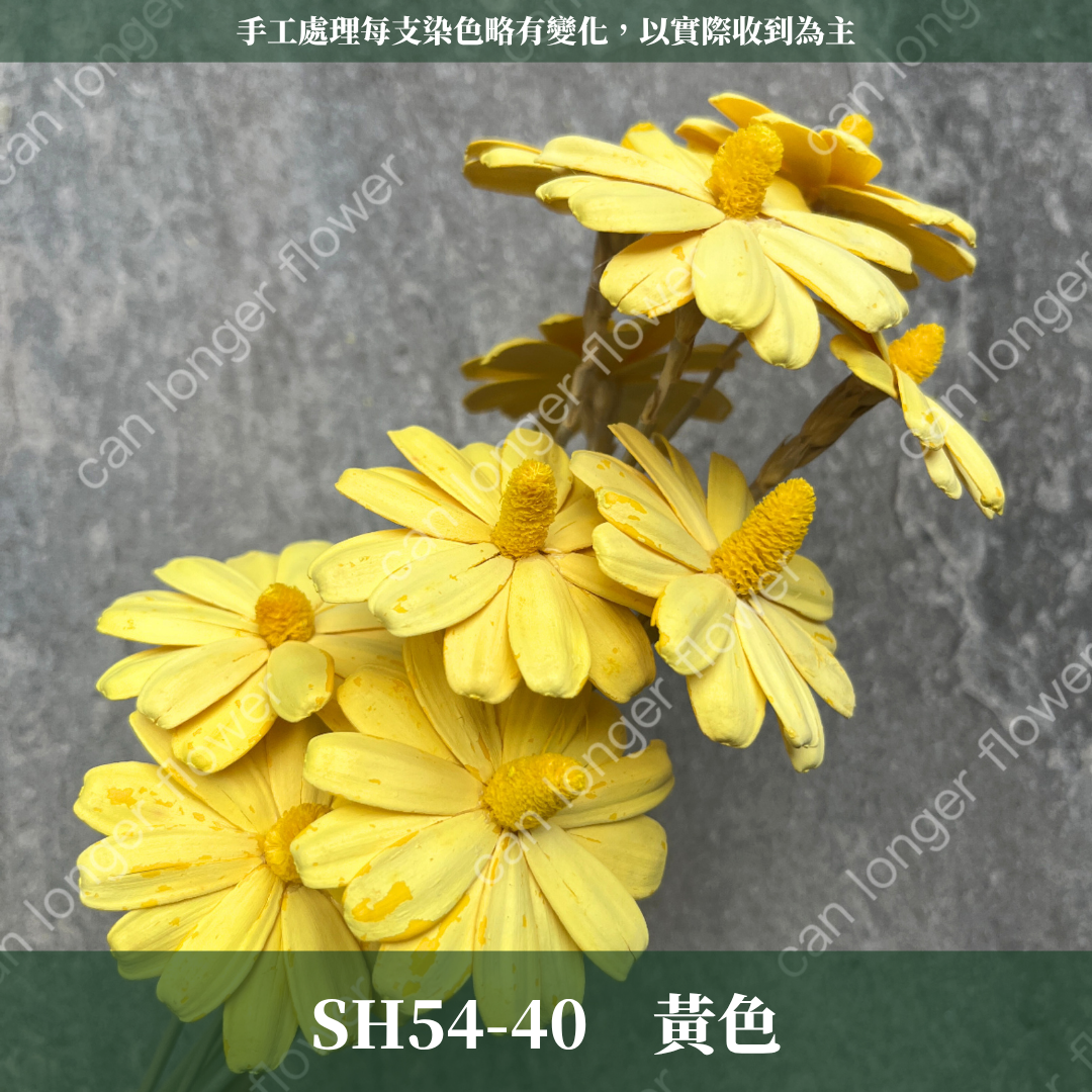 完售 SH54 小雛菊花頭 原裝 十支裝 台灣現貨