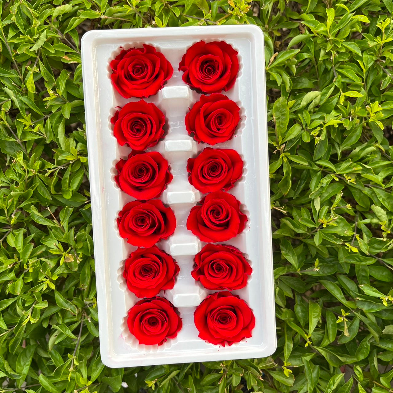 R12 十二輪玫瑰