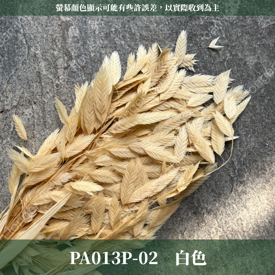 PA013 原裝小判草 小盼草 大凌風草 永生