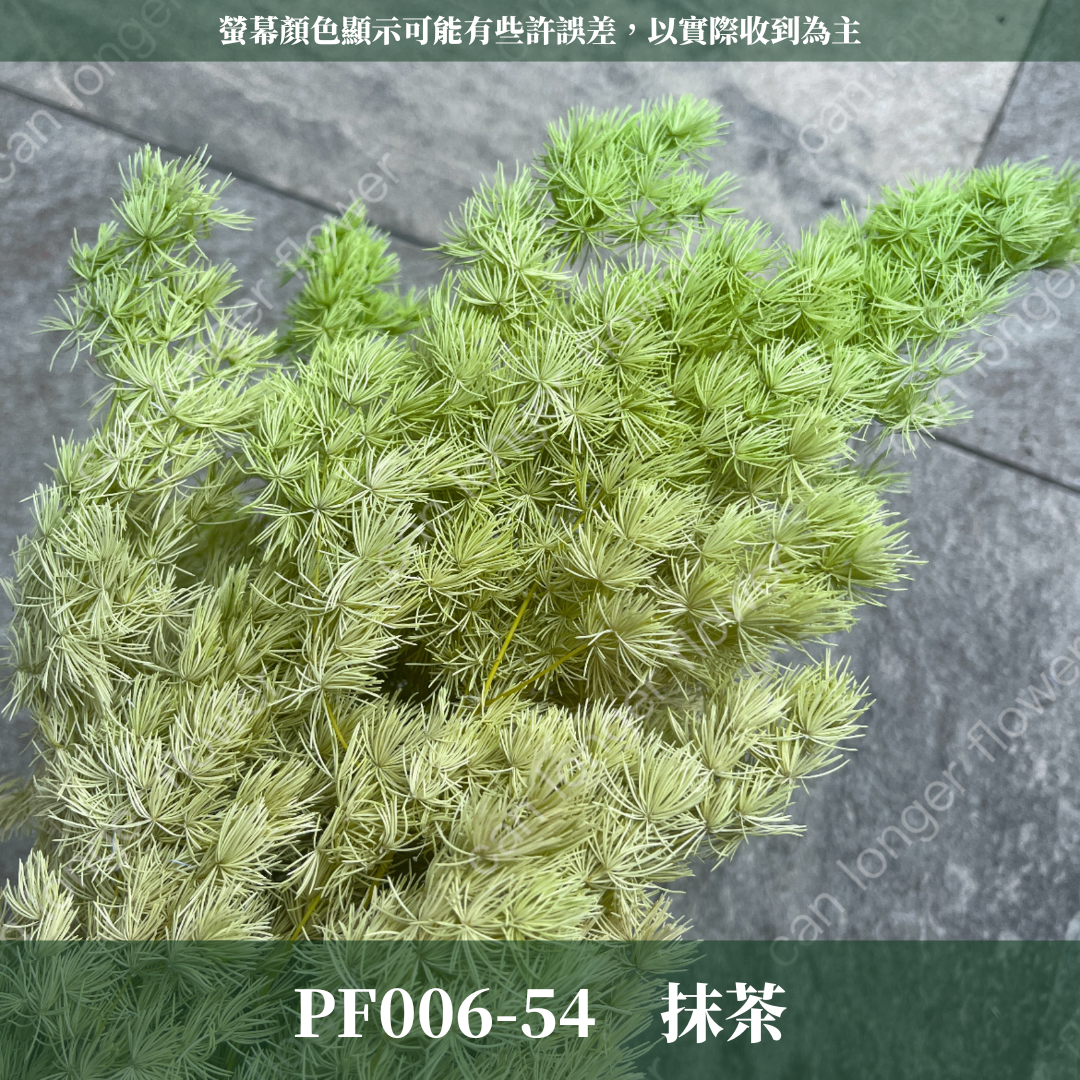 PF006 原裝蓬萊松｜ 永生蓬莱松 不凋蓬萊松 進口蓬萊松 萬壽松 A級永生蓬萊松 松樹 手作花材 花藝設計 台灣現貨 不凋花 永生花 聖誕鬆 聖誕花圈材料 聖誕樹材料 浮游花材料包 壽松 材料包