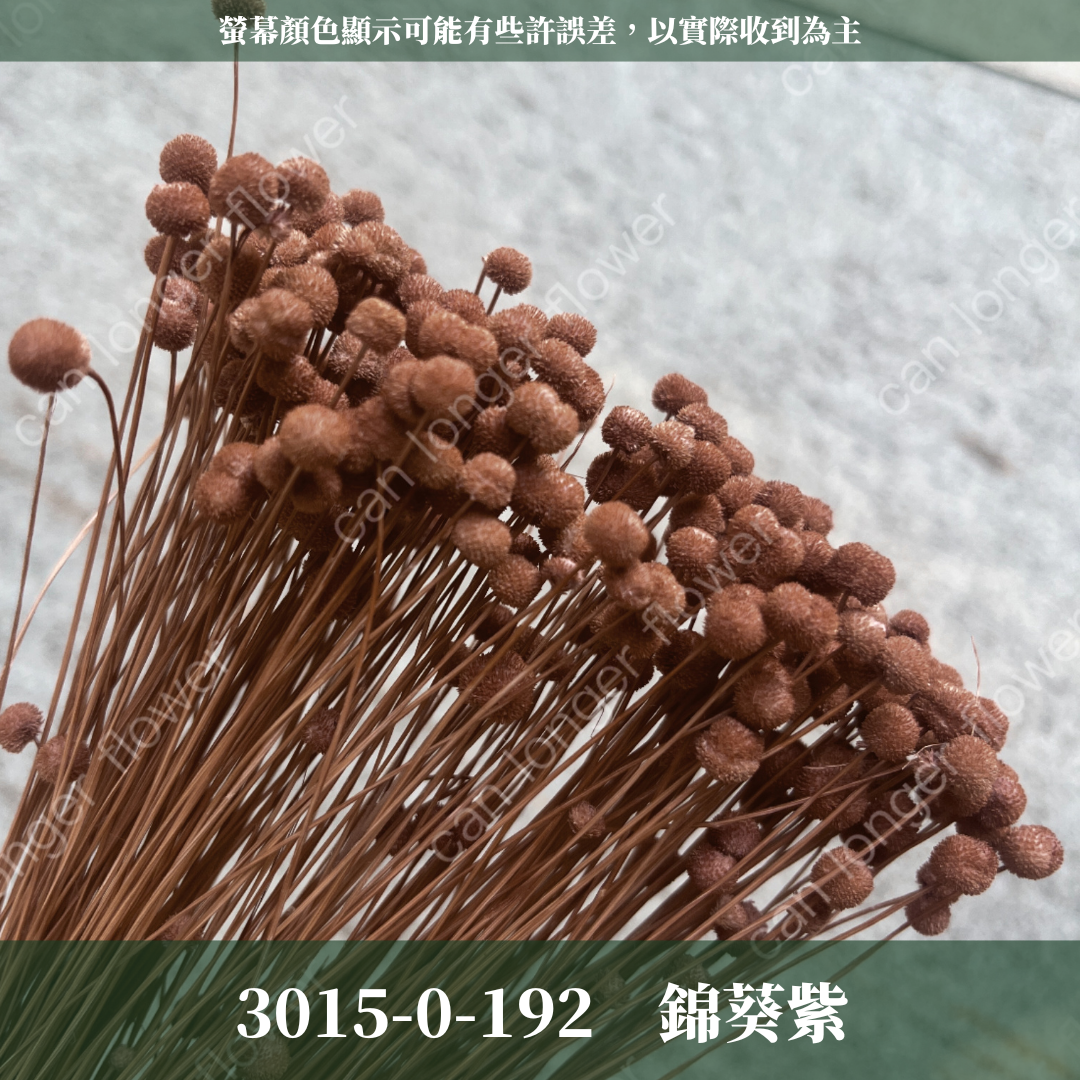 30150 迷你鈕扣菊 ピンキーボタン 菊花  迷你菊 日本大地農園 原裝 日本進口 台灣現貨
