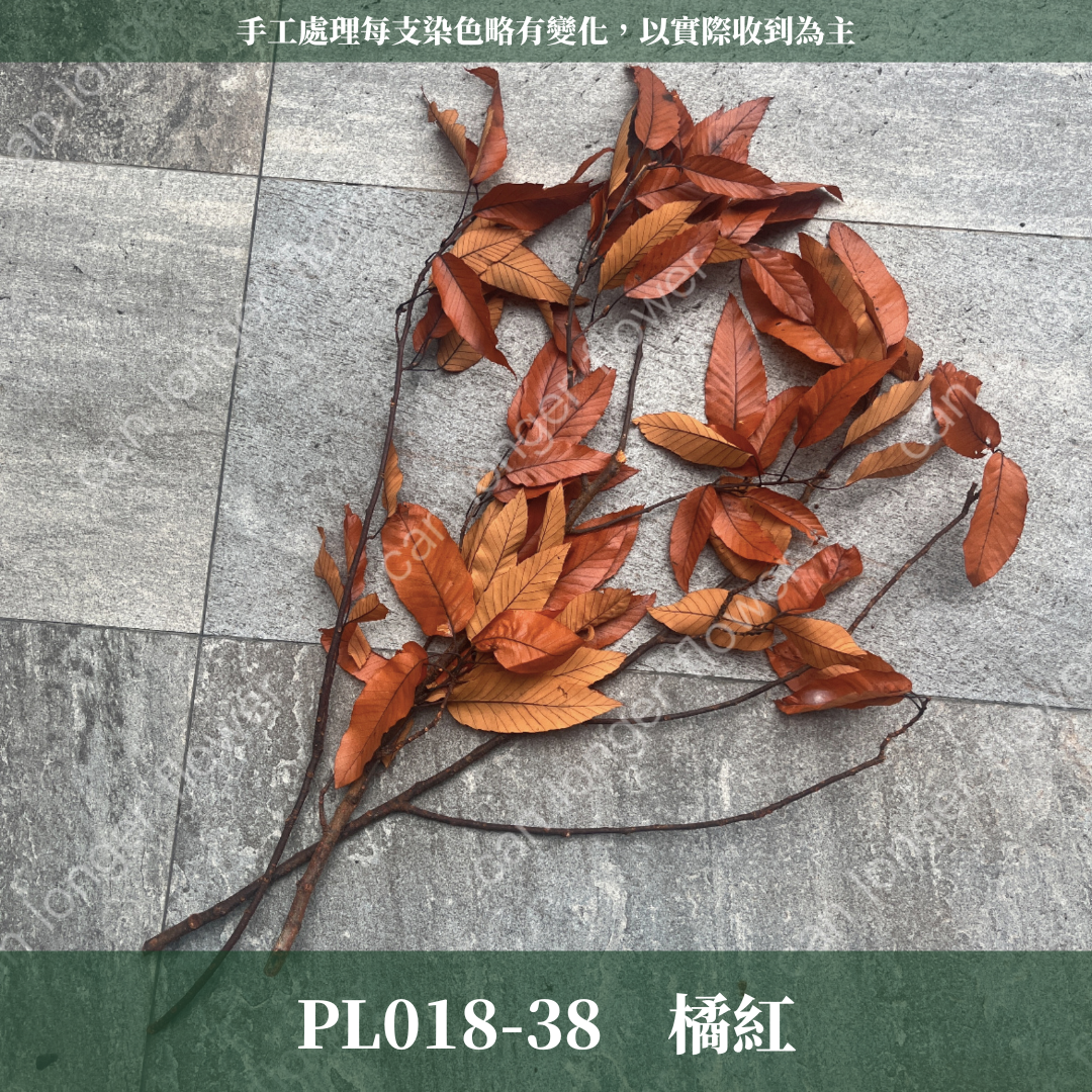 ✿ 台灣現貨 ✿ PL018 栗樹葉 原裝