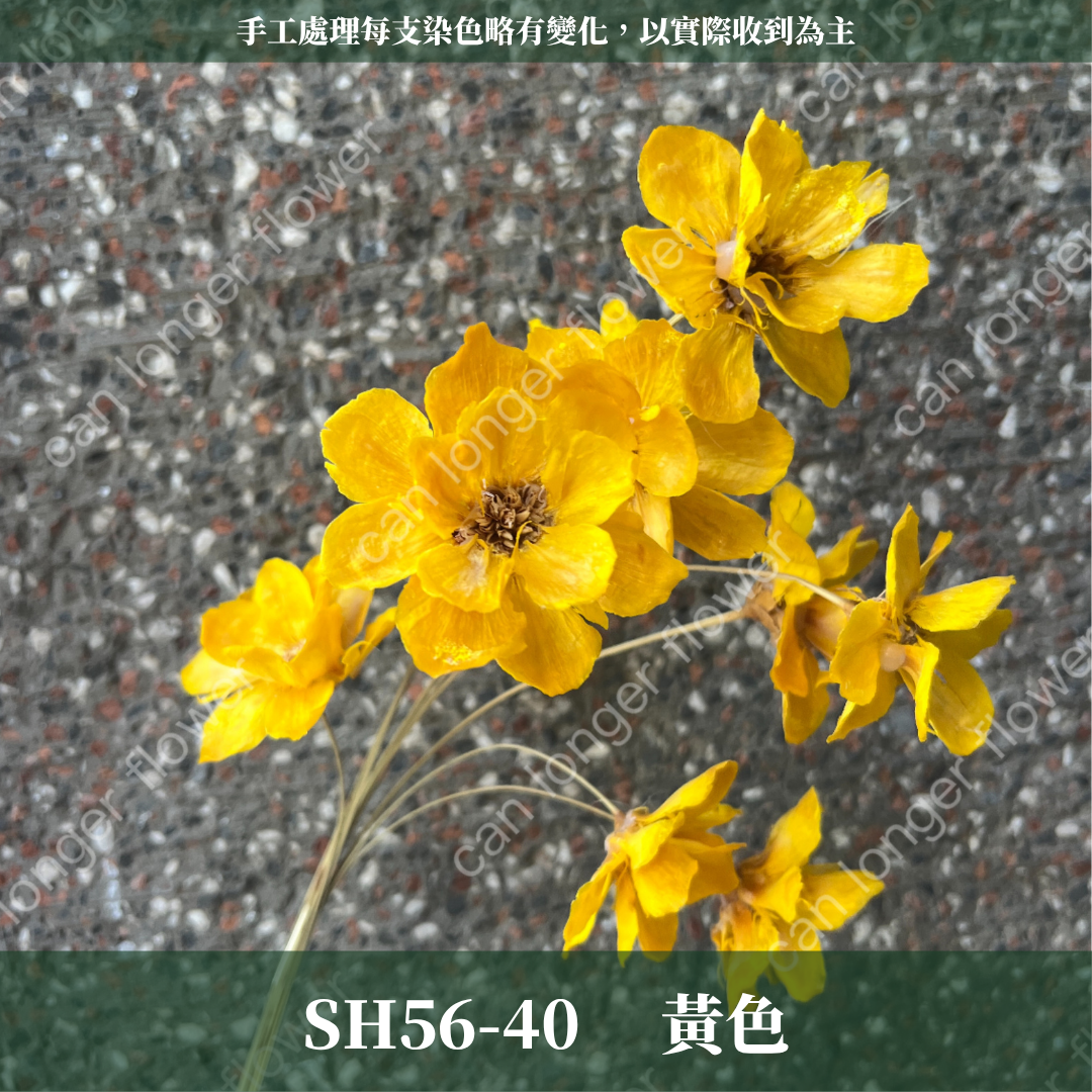 SH56 原裝手工銀連花｜9種顏色！A級乾燥花材料包 手工花主花 永生花 不凋花瓜子花花材 花束花材 花藝師必買