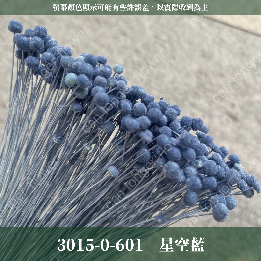 30150 迷你鈕扣菊 ピンキーボタン 菊花  迷你菊 日本大地農園 原裝 日本進口 台灣現貨