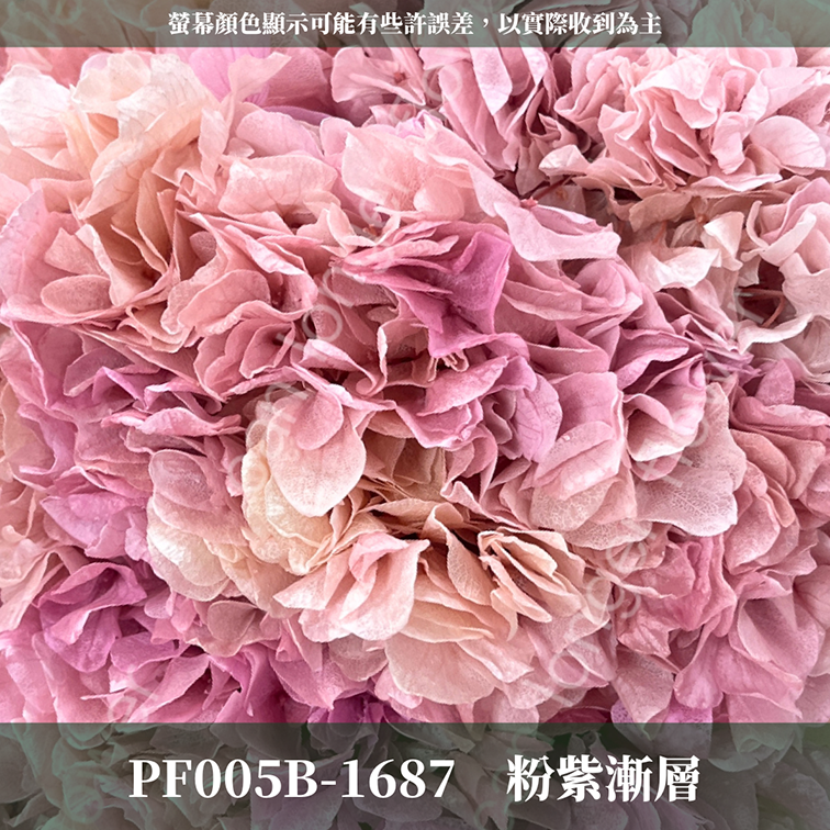 PF005B 大葉繡球 台灣現貨 繡球花 紫陽花 永生繡球 乾燥繡球