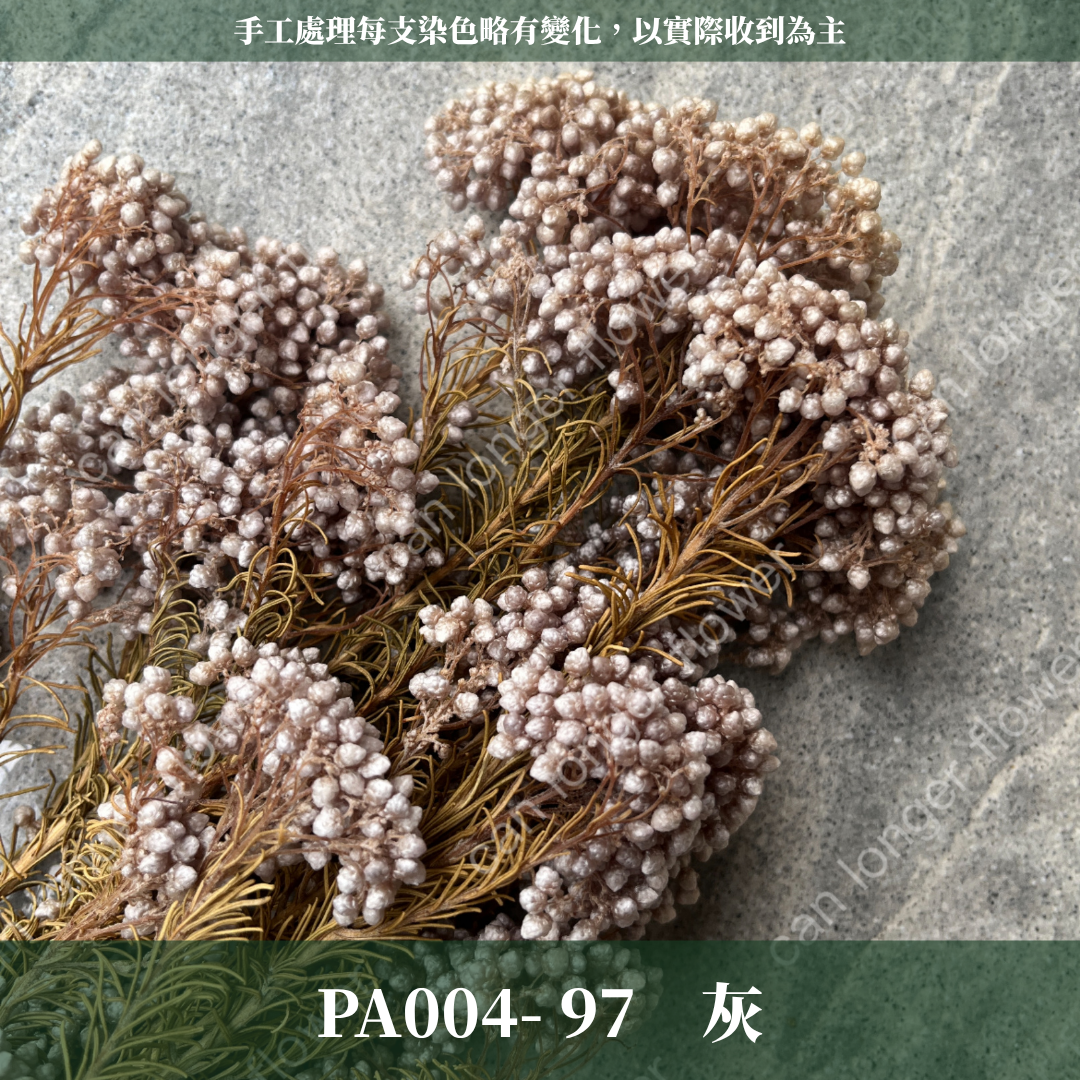 PA004 原裝米香｜永生水稻花 不凋小米花 花束配材 乾燥花 桌花 花盅 插花 花藝師 CP質教學材料 永生花居家佈置