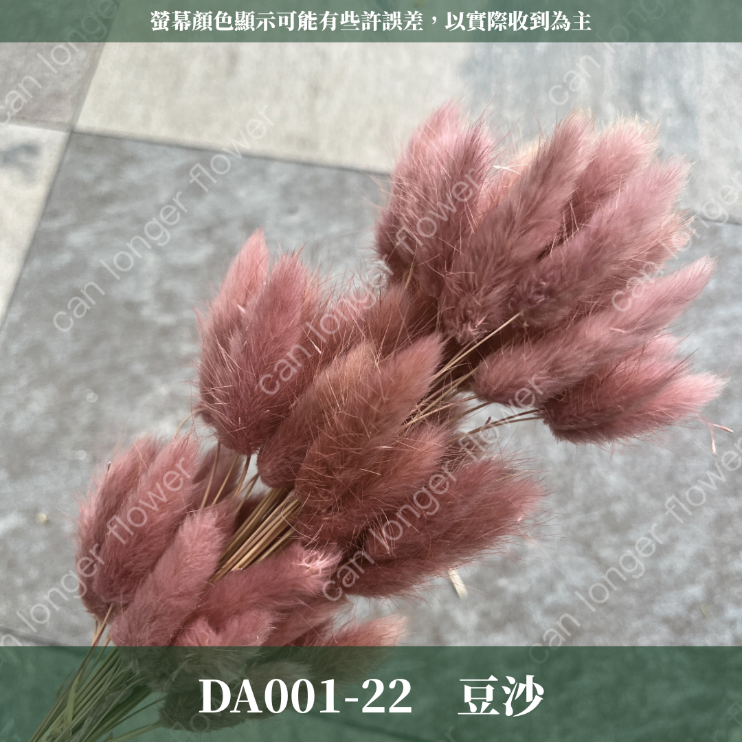 DA001 原裝兔尾草｜彩色兔尾草 乾燥永生花 花束花材 莫蘭迪色 插花DIY 拍照道具 乾燥兔尾草 乾燥花