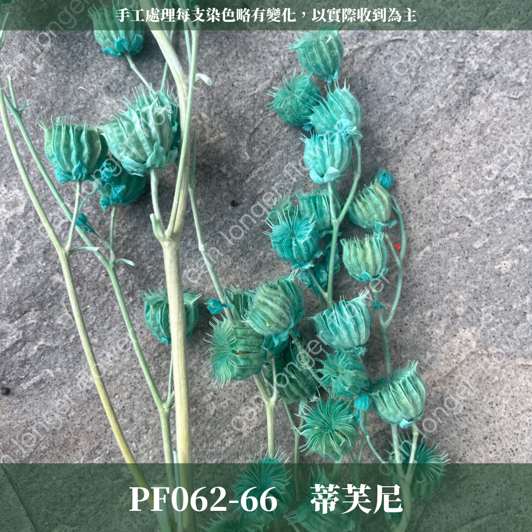 ✿ 台灣現貨 ✿  PA062 年輪果