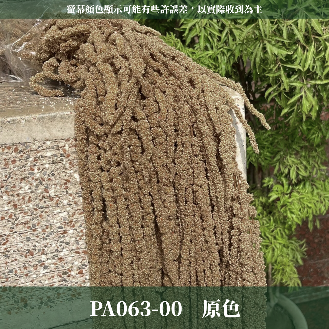 PA063 原裝柔麗絲 永生柔麗絲 永生花 永生花材 紅藜 彩虹米