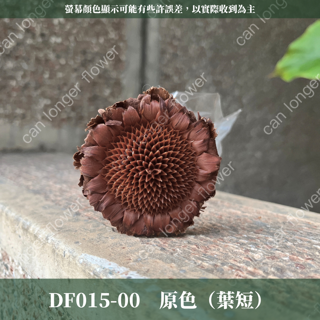 DF015 非洲太陽 非洲太陽菊 原裝