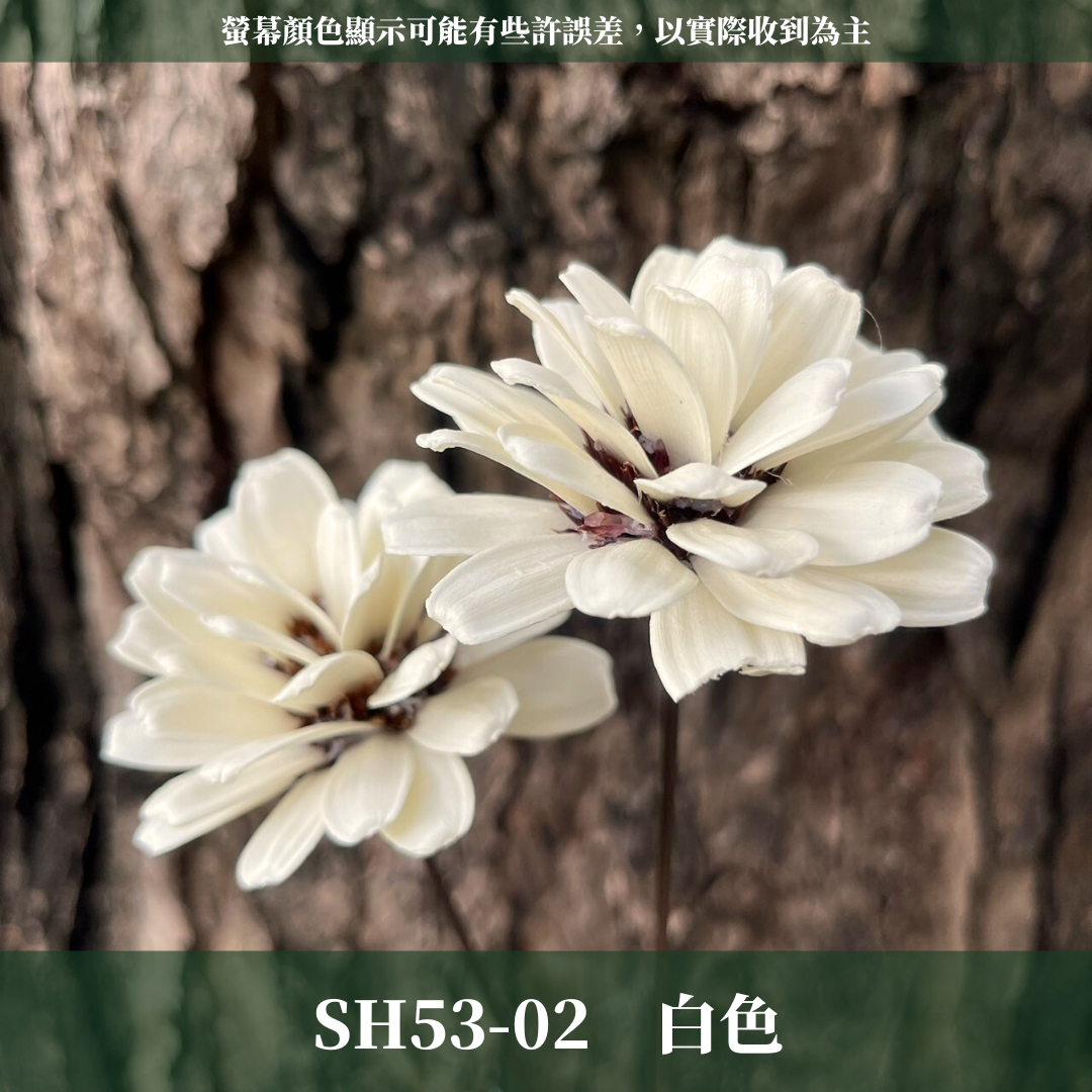 SH53 原裝瓜子球 （2支裝） 台灣現貨