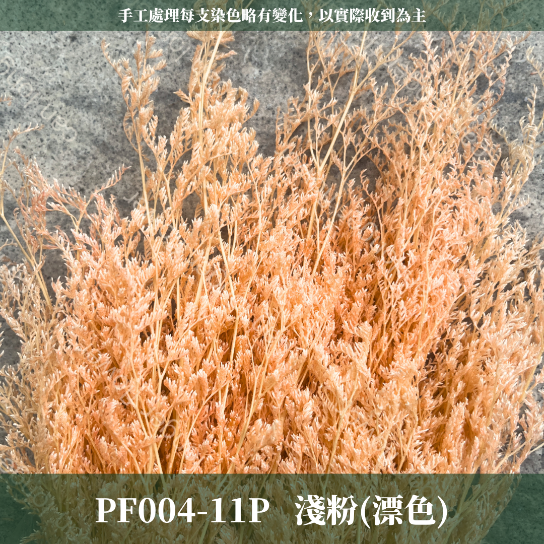 PF004 原裝卡斯比亞｜情人草