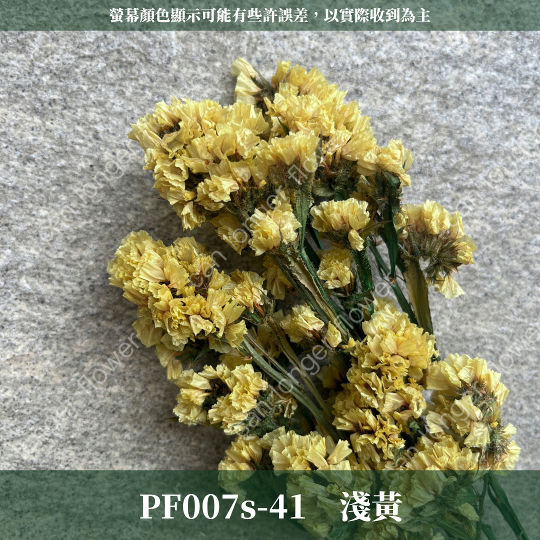 PF007S 星辰花經濟包｜勿忘我 不凋花 永生花材 花藝材料 婚禮花束 DIY捧花 拍照道具 手作素材 鄉村風擺飾