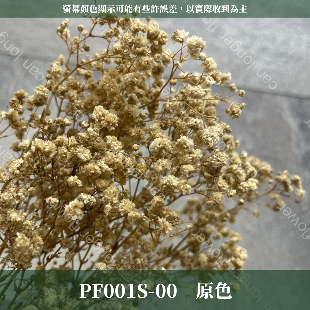 PF001S 滿天星 夢幻星 永生花 小份量