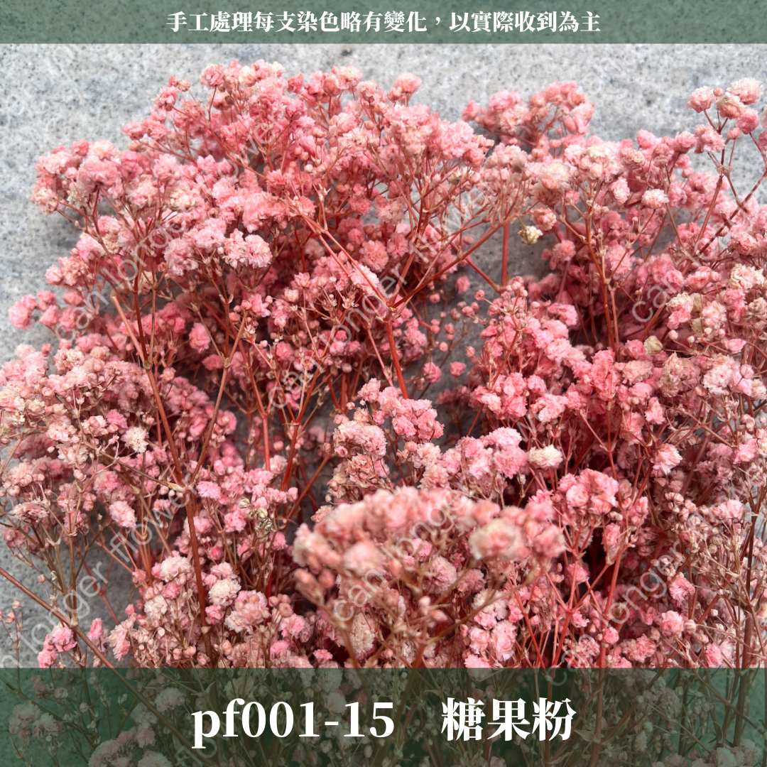 PF001 原裝滿天星｜A級永生滿天星工廠直供 拍攝婚禮佈置 韓式不凋滿天星 抖音款永生花 乾燥花 桌花花束 手作DIY