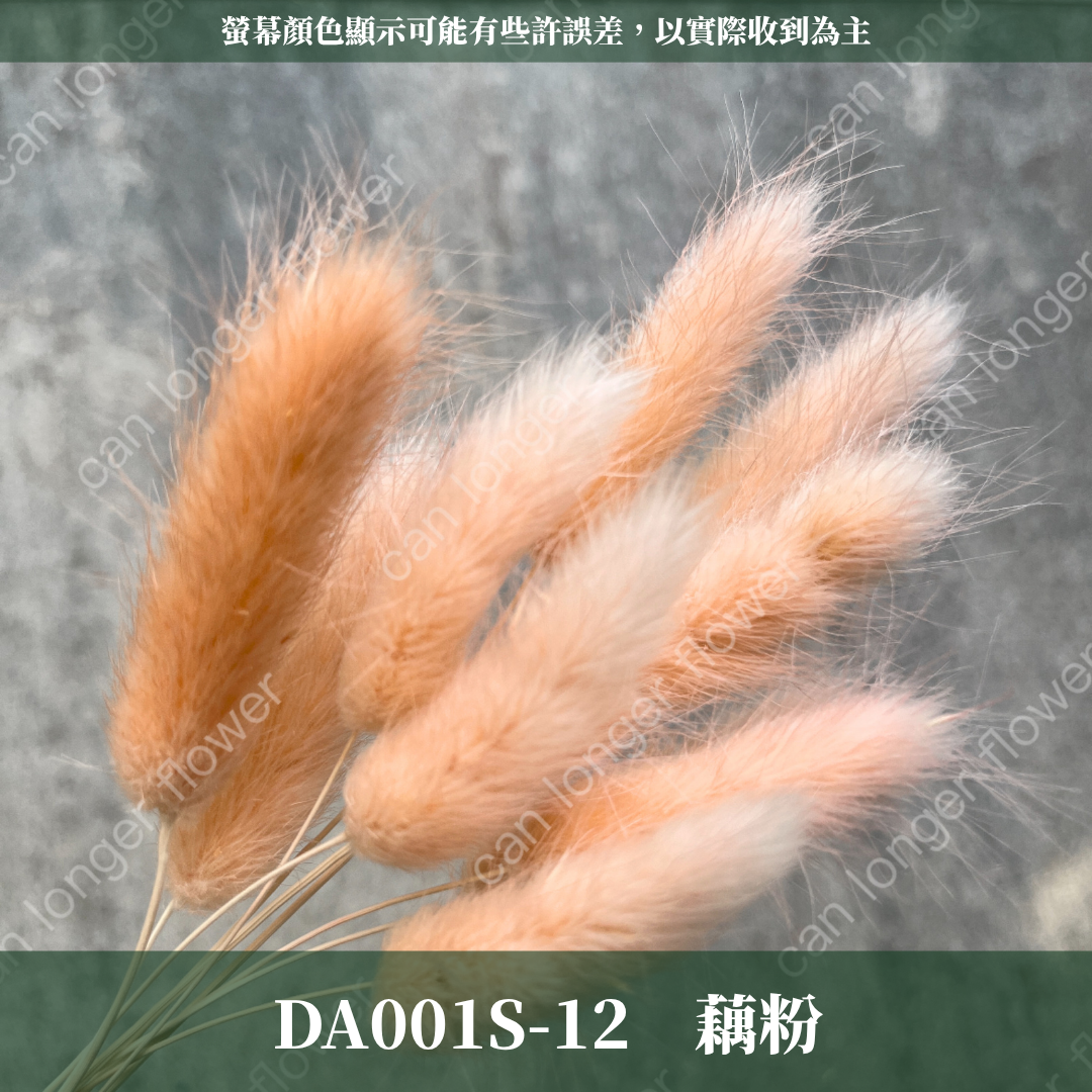 DA001S 兔尾草 10支 小份量 台灣現貨
