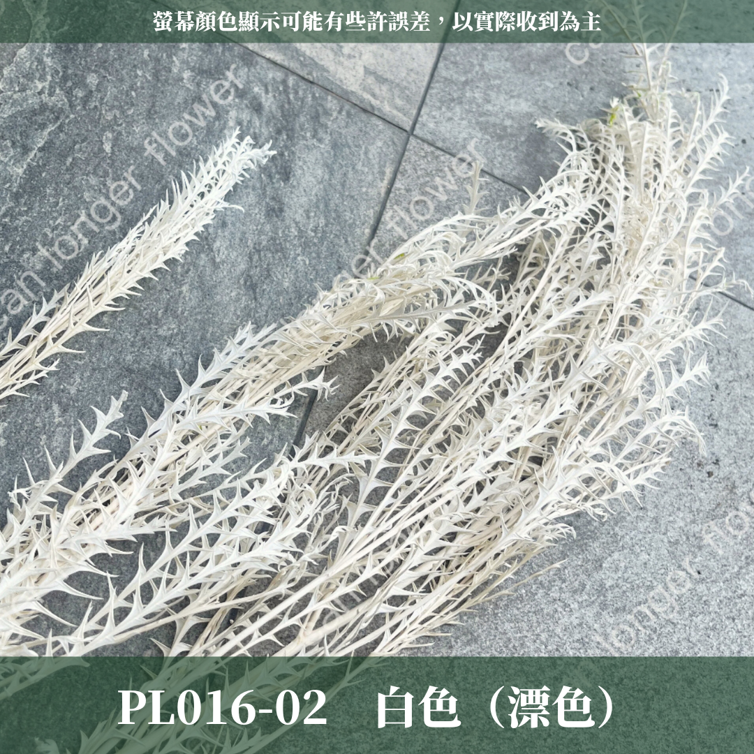 PL016-S 劍齒葉 (10克) 小份量 台灣現貨