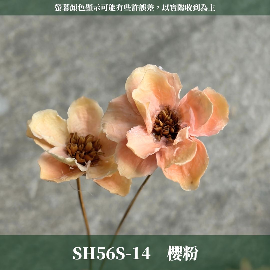 SH56S 手工銀連花 單支｜9種顏色！A級乾燥花材料包 手工花主花 永生花 不凋花瓜子花花材 花束花材 花藝師必買