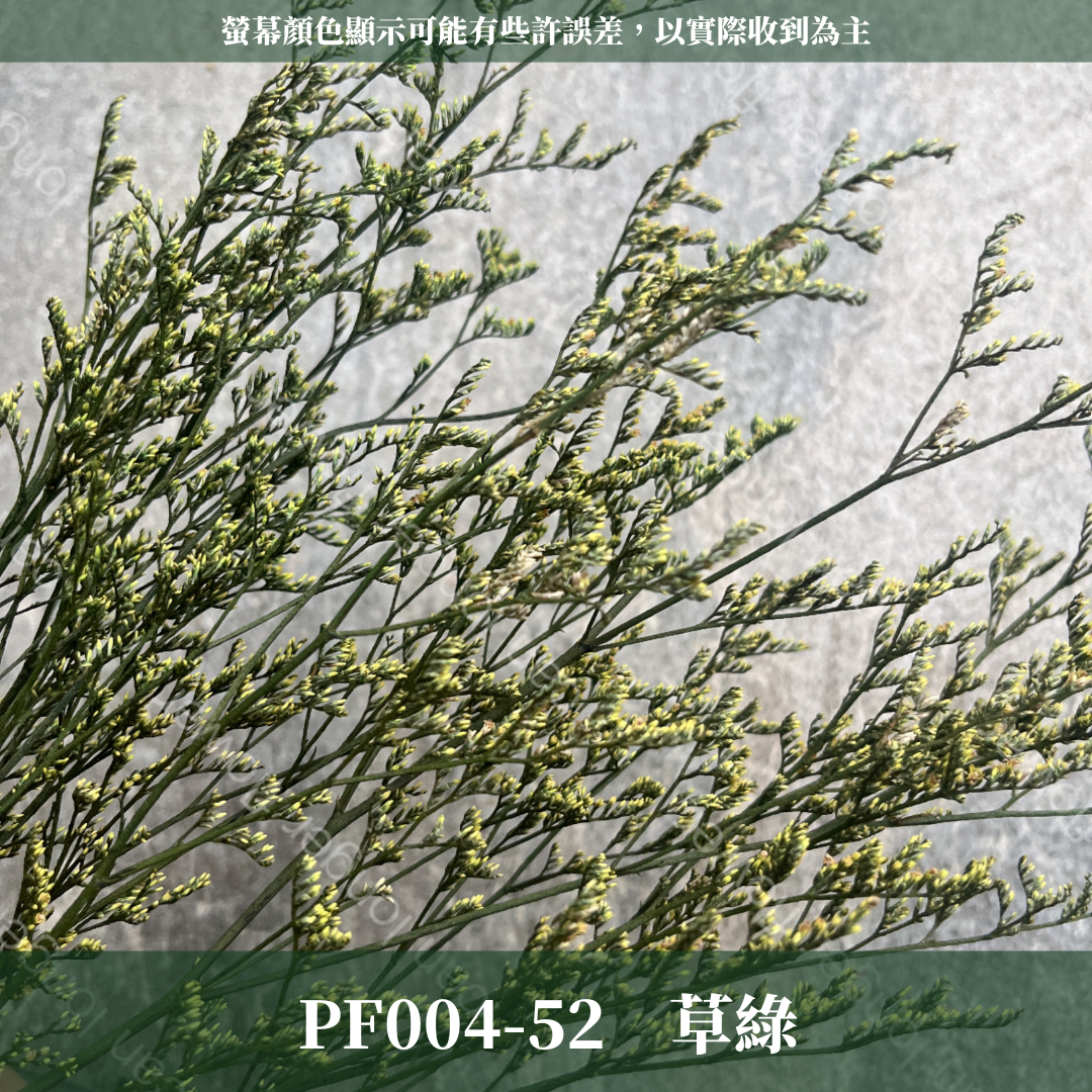 PF004S 卡斯比亞/情人草 10克 永生花 吸色/漂色 小份量