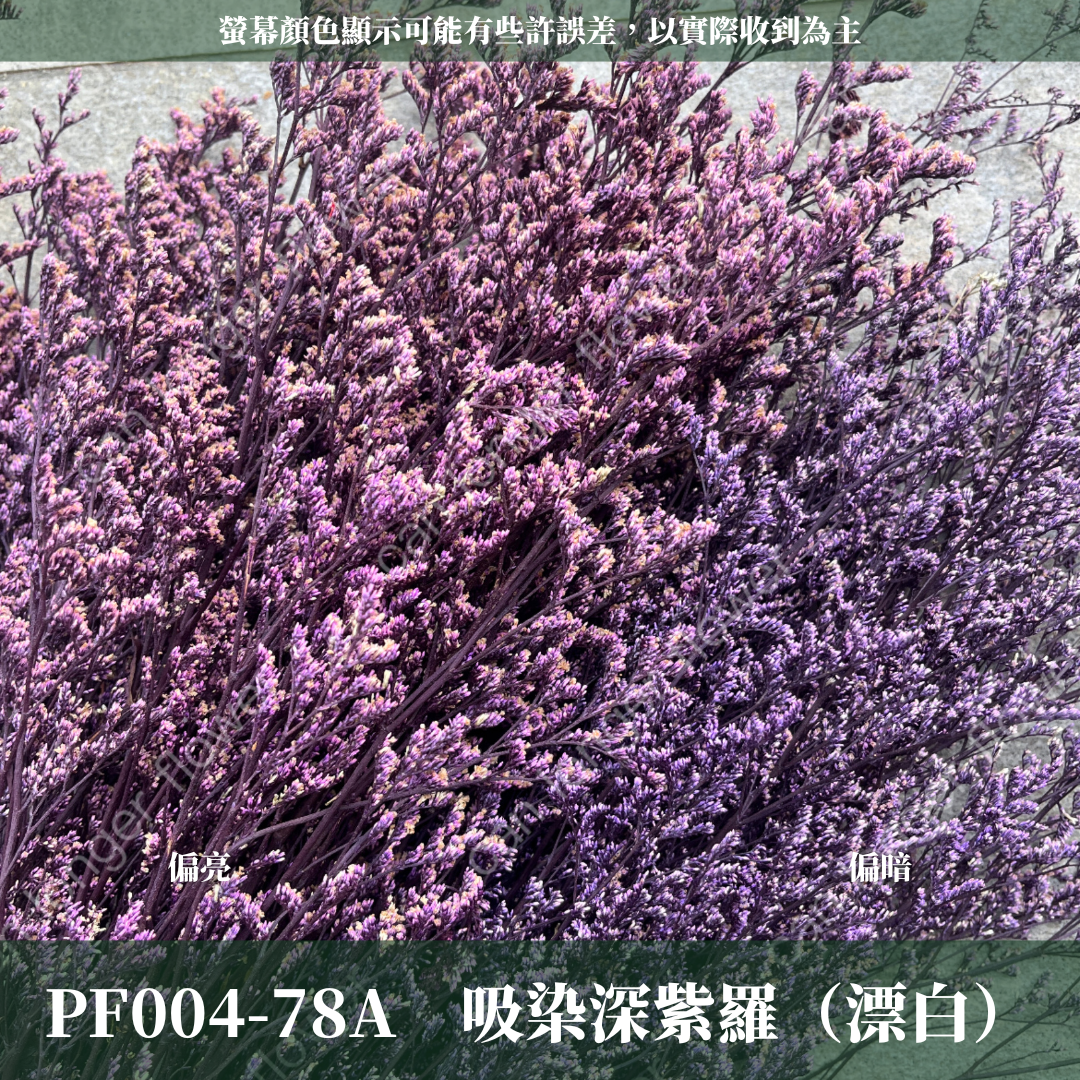 PF004 原裝卡斯比亞｜情人草
