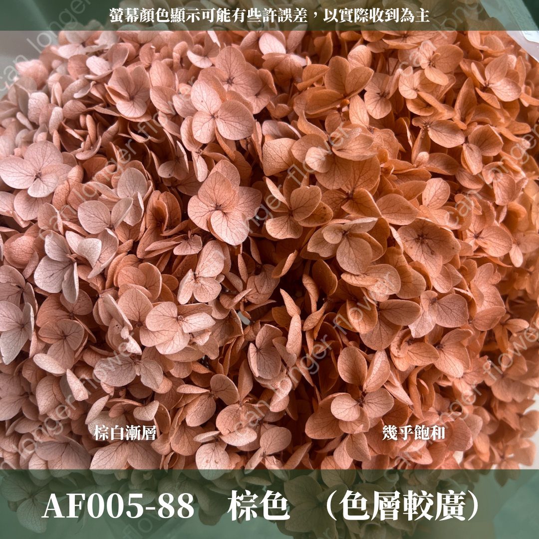 PF005-S 安娜繡球經濟盒裝｜ A級 漸層繡球 紫陽花 永生花 不凋花 乾燥花 DIY花材 拍攝道具 蜉蝣花花材