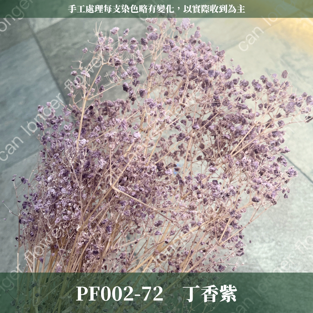 PF002 原裝夢幻星｜A級漂色滿天星 特級漂白滿天星 夢幻滿天星 永生花  乾燥花 拍照道具 店面佈置 DIY手作