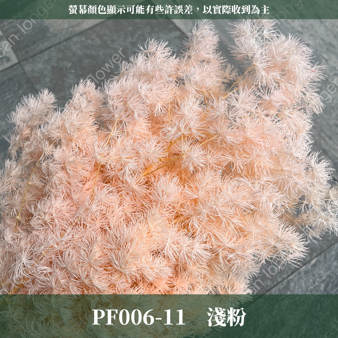 PF006 原裝蓬萊松｜ 永生蓬莱松 不凋蓬萊松 進口蓬萊松 萬壽松 A級永生蓬萊松 松樹 手作花材 花藝設計 台灣現貨 不凋花 永生花 聖誕鬆 聖誕花圈材料 聖誕樹材料 浮游花材料包 壽松 材料包