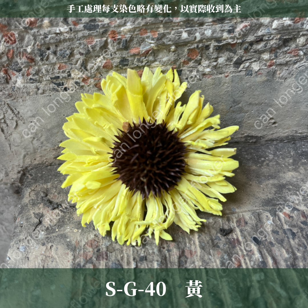S-G 索拉花｜6CM 通草花 擴香花