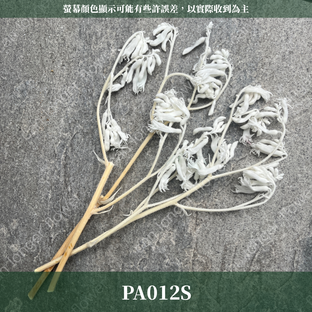 PA012s 袋鼠爪 小包 鼠爪花 台灣現貨 永生花材