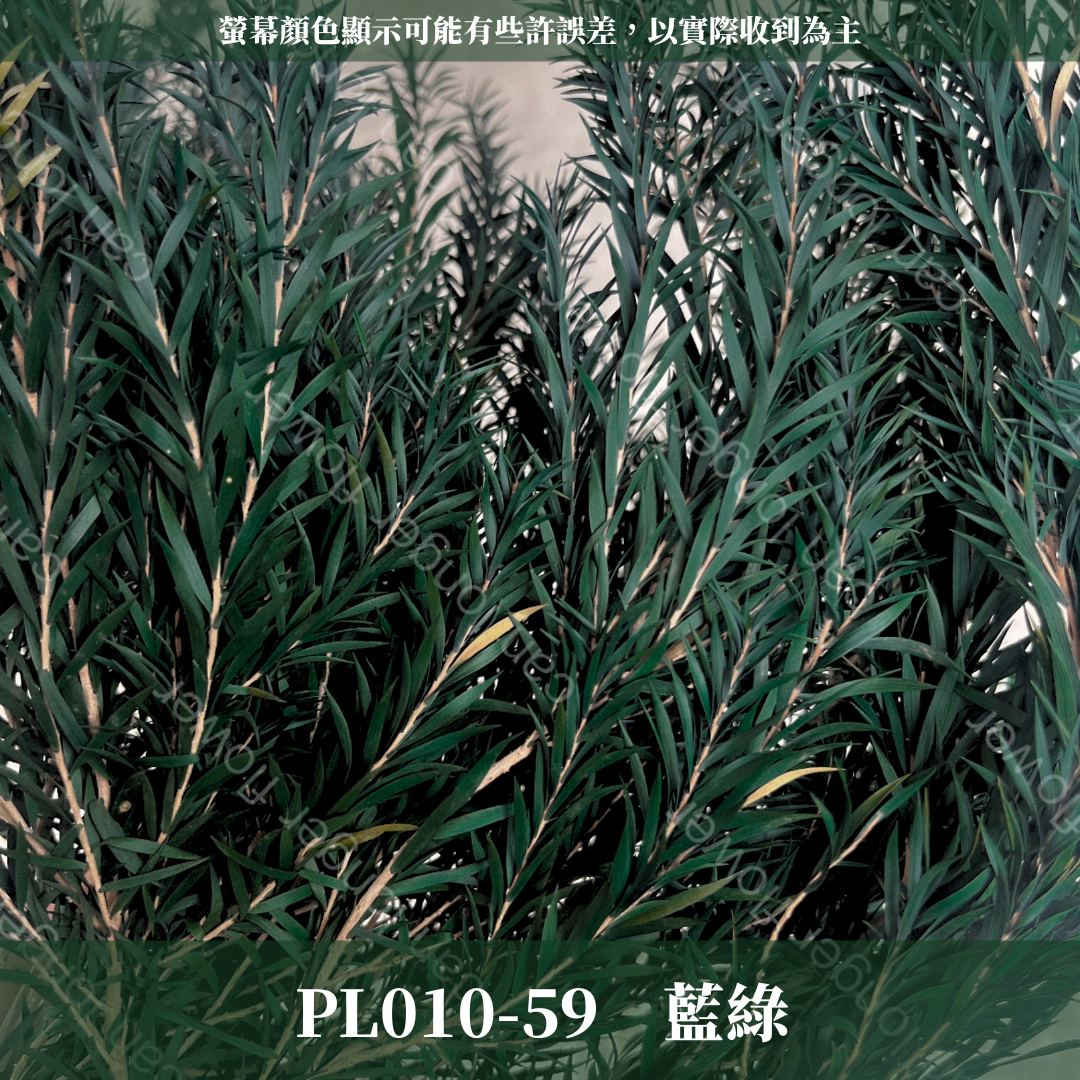PL010 茶樹 茶樹葉 台灣現貨