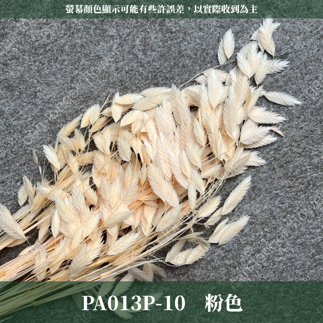 PA013 原裝小判草 小盼草 大凌風草 永生