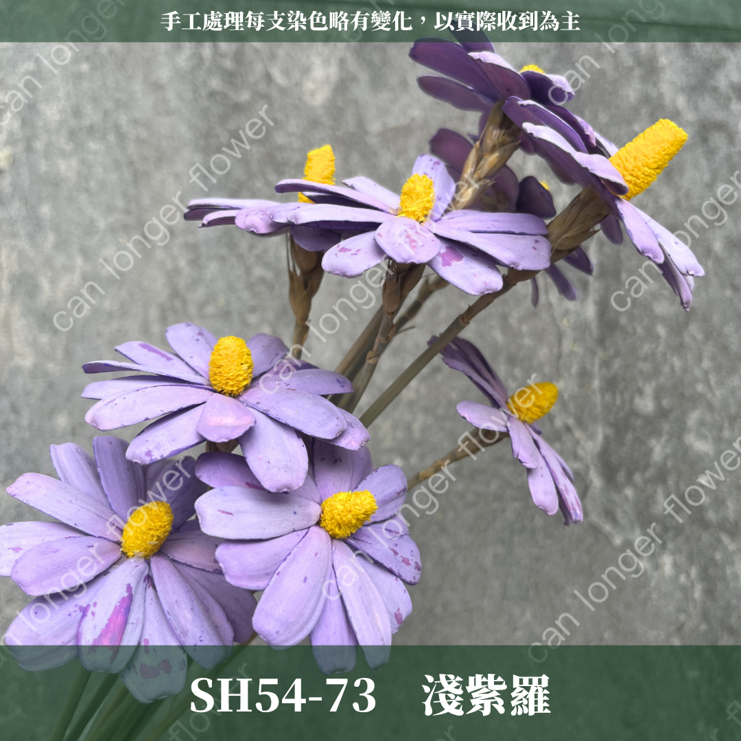 完售 SH54 小雛菊花頭 原裝 十支裝 台灣現貨