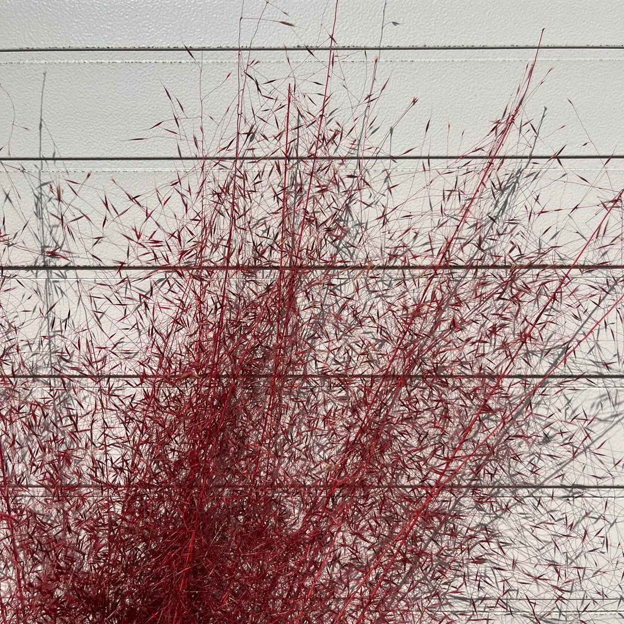 【台灣現貨】PL031-S 粉黛草 (5支) 粉黛 亂子草 芒草 永生花 小份 點綴花材 夢幻 DIY 材料包